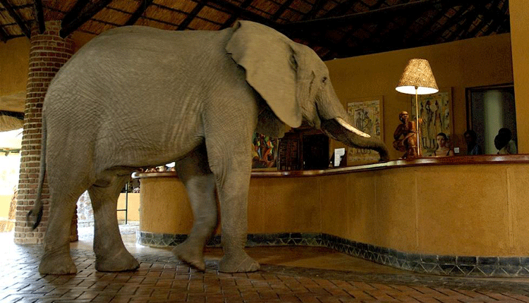 Zambia 9J3A CQ WW DX CW Contest 2009 DX News